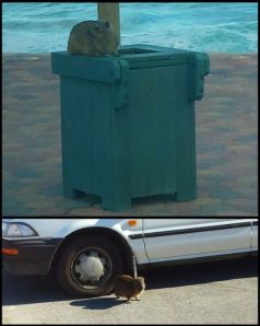 This cute little critter climbs into open bins and shows no fear of cars.